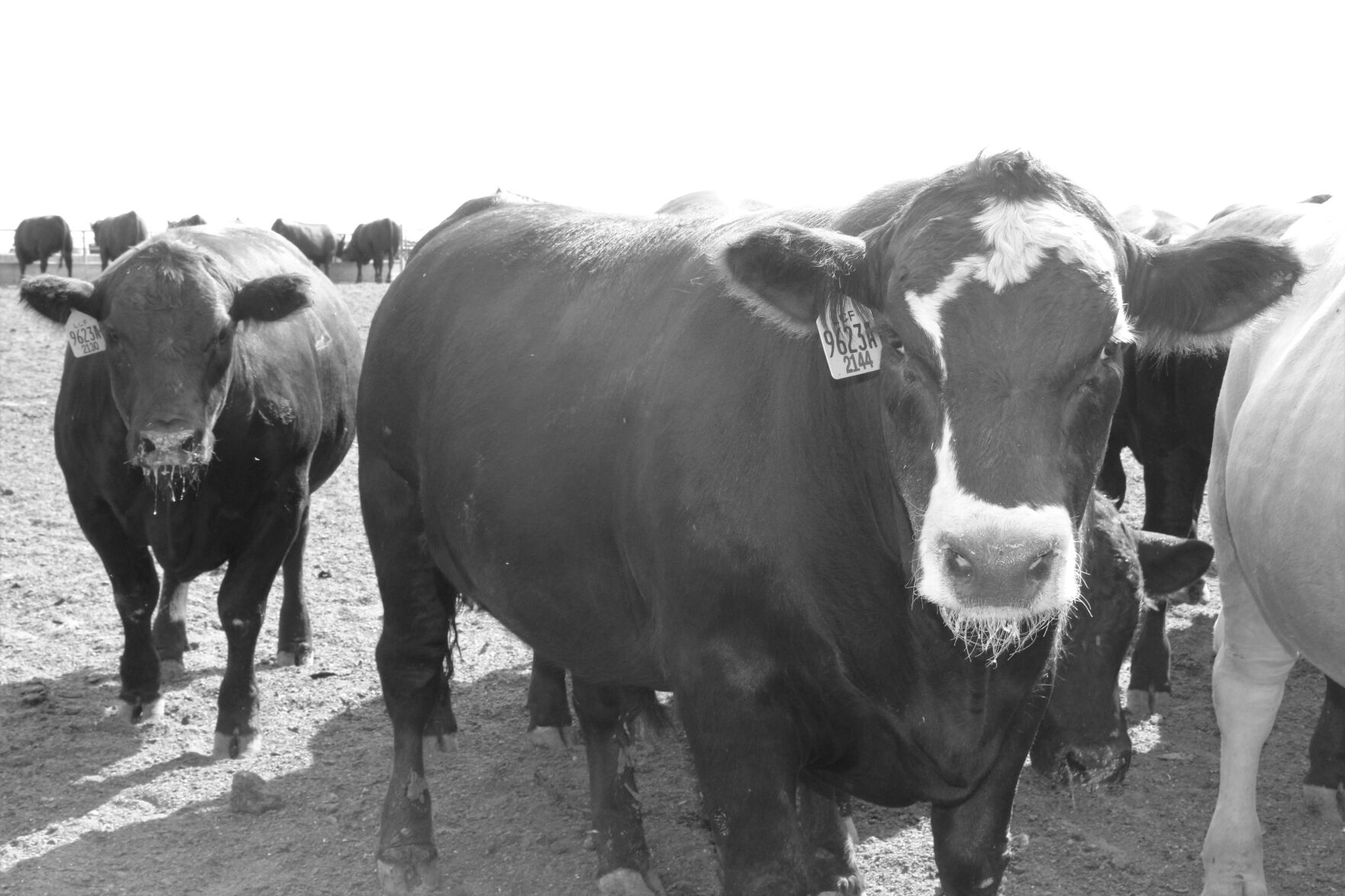 FL Two Steers